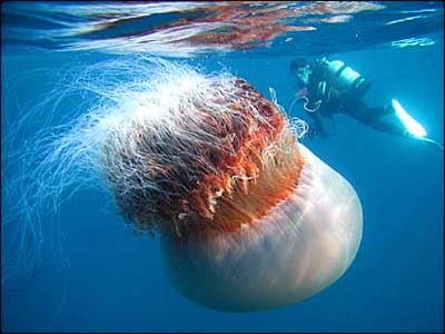 medusa-gigante-japon.jpg
